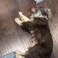 Girl 2 , a female English Cocker Spaniel for sale in Stonecrest, GA – Photo 3 of 4