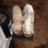 Girl 2 , a female English Cocker Spaniel for sale in Stonecrest, GA – Photo 4 of 4