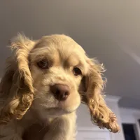 Girl 2 , a female English Cocker Spaniel for sale in Stonecrest, GA – Photo 1 of 4