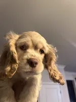 processed/b9c17e01-9381-42a4-91d3-e993686a878e/listing/a47ec459-e2e2-4c16-9459-13eb775675e0/9f6e89d8-3323-4ffc-9737-60b87faeb0a7