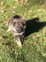 Blue boy, a male German Shepherd Dog and Norwegian Elkhound for sale in Cedar Grove, WI – 1 of 3