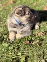 Blue boy, a male German Shepherd Dog and Norwegian Elkhound for sale in Cedar Grove, WI – 2 of 3