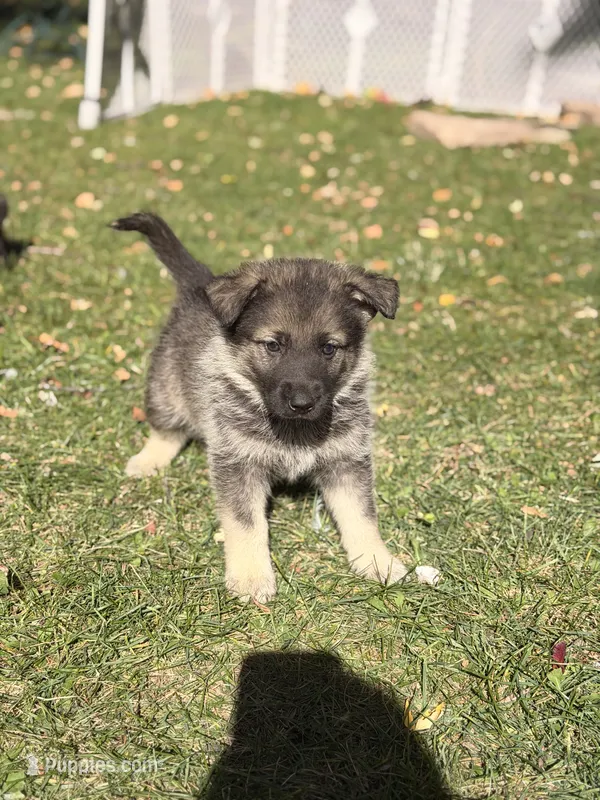 Dark Pink Girl – German Shepherd Dog, Norwegian Elkhound puppy for sale in Cedar Grove, WI