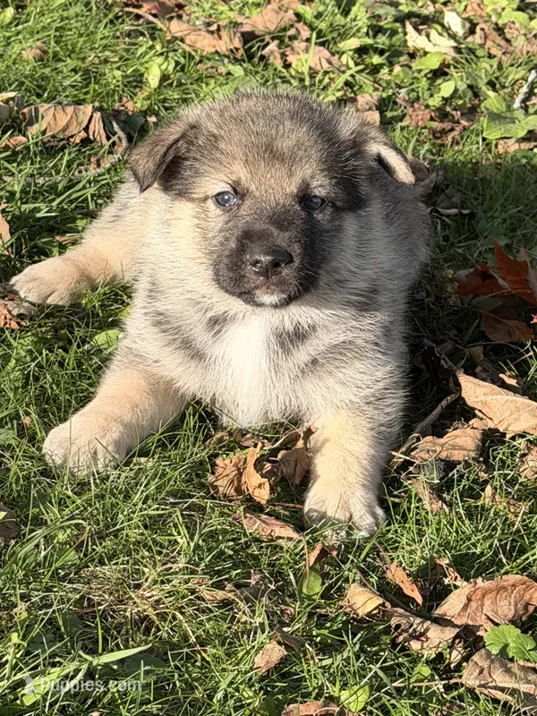 Purple Girl – German Shepherd Dog, Norwegian Elkhound puppy for sale in Cedar Grove, WI