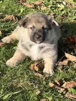 Purple Girl, a female German Shepherd Dog and Norwegian Elkhound for sale in Cedar Grove, WI – 1 of 2
