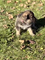 Dark Pink Girl, a female German Shepherd Dog and Norwegian Elkhound for sale in Cedar Grove, WI – 2 of 2