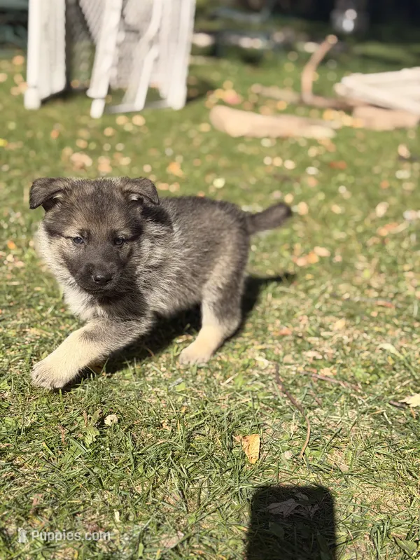 Blue boy – German Shepherd Dog, Norwegian Elkhound puppy on hold in Cedar Grove, WI