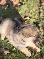 Purple Girl, a female German Shepherd Dog and Norwegian Elkhound for sale in Cedar Grove, WI – 2 of 2