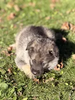 Blue boy, a male German Shepherd Dog and Norwegian Elkhound for sale in Cedar Grove, WI – 3 of 3