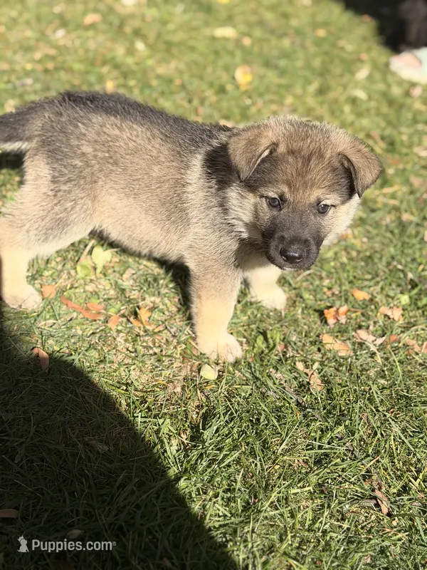 Purple Girl – German Shepherd Dog, Norwegian Elkhound puppy for sale in Cedar Grove, WI
