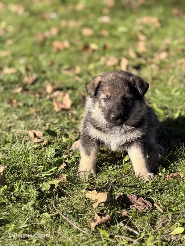 Dark Pink Girl – German Shepherd Dog, Norwegian Elkhound puppy for sale in Cedar Grove, WI