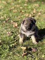 Dark Pink Girl, a female German Shepherd Dog and Norwegian Elkhound for sale in Cedar Grove, WI – 1 of 2