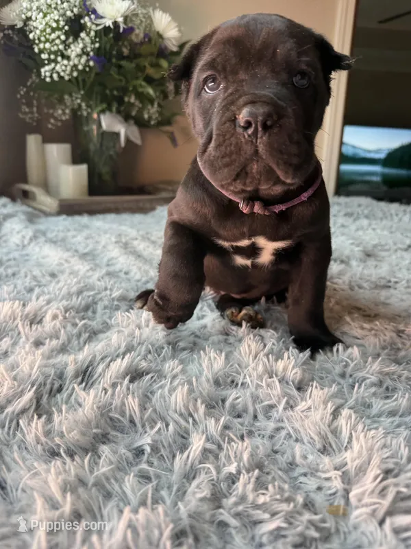 Cane corsos  – Cane Corso puppy for sale in Little Rock, AR