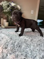 Cane corsos , a female Cane Corso for sale in Little Rock, AR – Photo 4 of 4