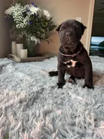 Cane corsos , a female Cane Corso for sale in Little Rock, AR – Photo 3 of 4