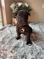 Cane corsos , a female Cane Corso for sale in Little Rock, AR – Photo 2 of 4