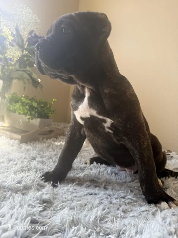 Cane corso, a female Cane Corso for sale in Little Rock, AR – Photo 1 of 4