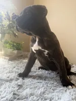 Cane corso, a female Cane Corso for sale in Little Rock, AR – Photo 1 of 4