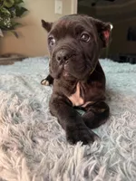 Cane corso, a female Cane Corso for sale in Little Rock, AR – Photo 4 of 4