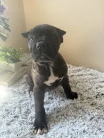 Cane corso, a female Cane Corso for sale in Little Rock, AR – Photo 2 of 4