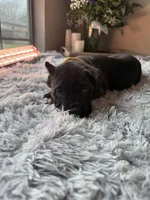 Cane corso, a female Cane Corso for sale in Little Rock, AR – Photo 3 of 4