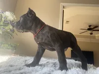 Brindle , a female Cane Corso for sale in Little Rock, AR – Photo 2 of 6