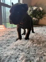 Brindle , a female Cane Corso for sale in Little Rock, AR – Photo 4 of 6