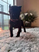 Brindle , a female Cane Corso for sale in Little Rock, AR – Photo 3 of 6