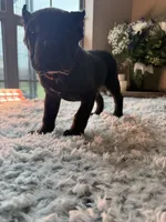 Brindle , a female Cane Corso for sale in Little Rock, AR – Photo 6 of 6