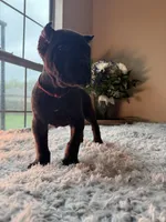 Brindle , a female Cane Corso for sale in Little Rock, AR – Photo 5 of 6