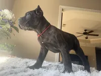 Brindle , a female Cane Corso for sale in Little Rock, AR – Photo 1 of 6