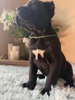 Cane corsos , a female Cane Corso for sale in Little Rock, AR – Photo 3 of 3