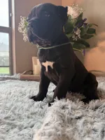 Cane corsos , a female Cane Corso for sale in Little Rock, AR – Photo 2 of 3