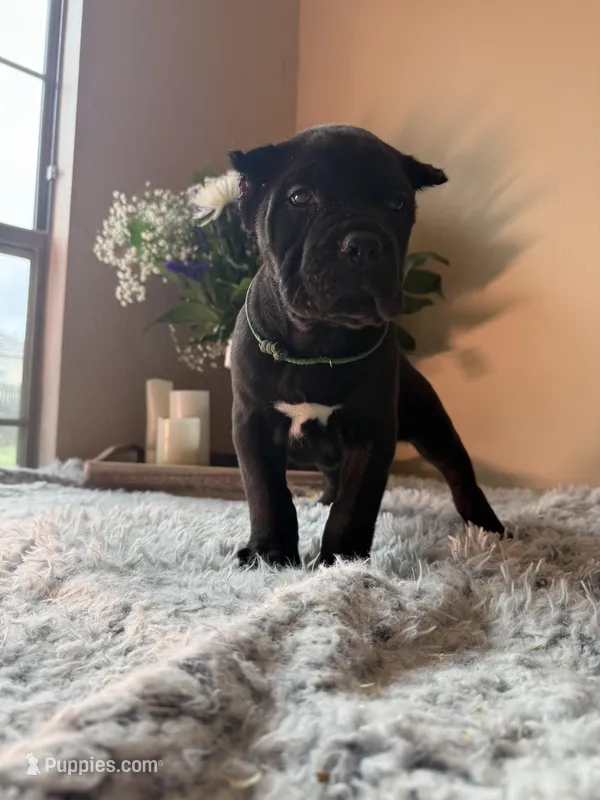 Cane corsos  – Cane Corso puppy for sale in Little Rock, AR