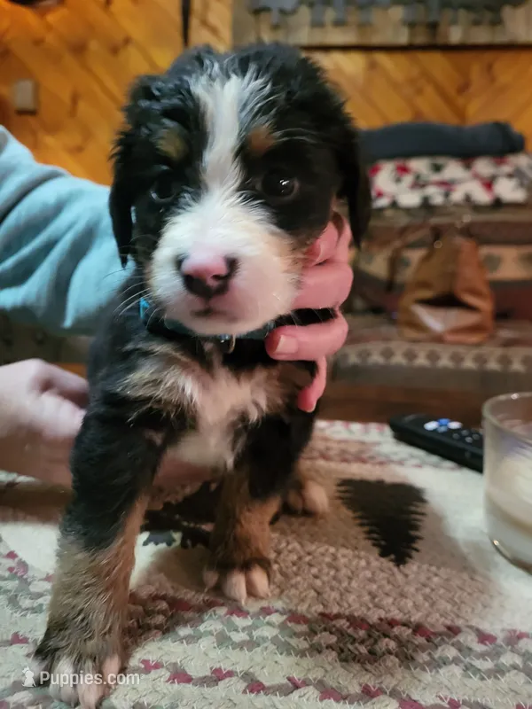 Dorothy – Bernese Mountain Dog puppy for sale in Bear Lake, PA