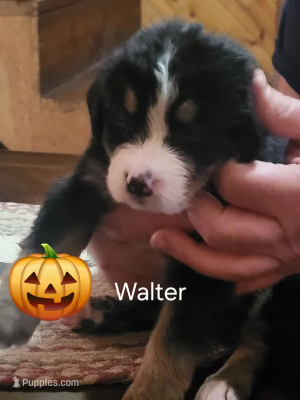 Walter – Bernese Mountain Dog puppy for sale in Bear Lake, PA