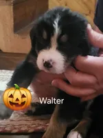 Walter, a male Bernese Mountain Dog for sale in Bear Lake, PA – 1 of 1