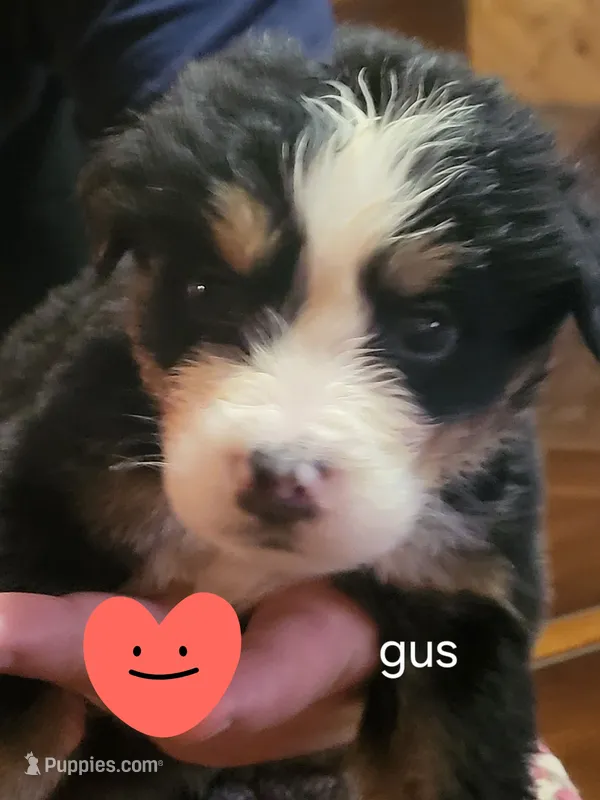 Gus – Bernese Mountain Dog puppy for sale in Bear Lake, PA