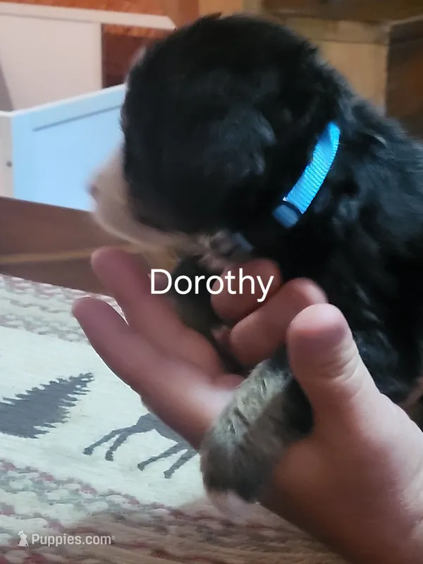 Dorothy – Bernese Mountain Dog puppy for sale in Bear Lake, PA