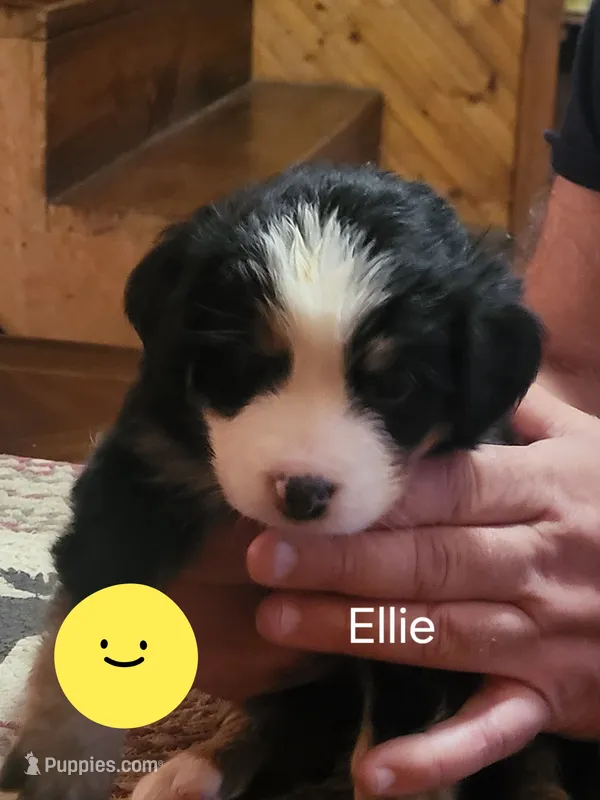 Ellie – Bernese Mountain Dog puppy for sale in Bear Lake, PA