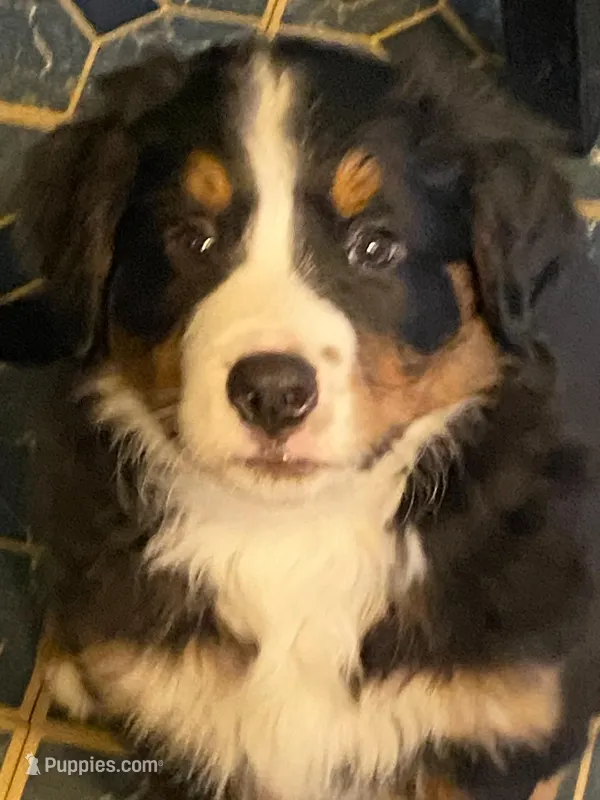 Gizmo – Bernese Mountain Dog puppy for sale in Bear Lake, PA
