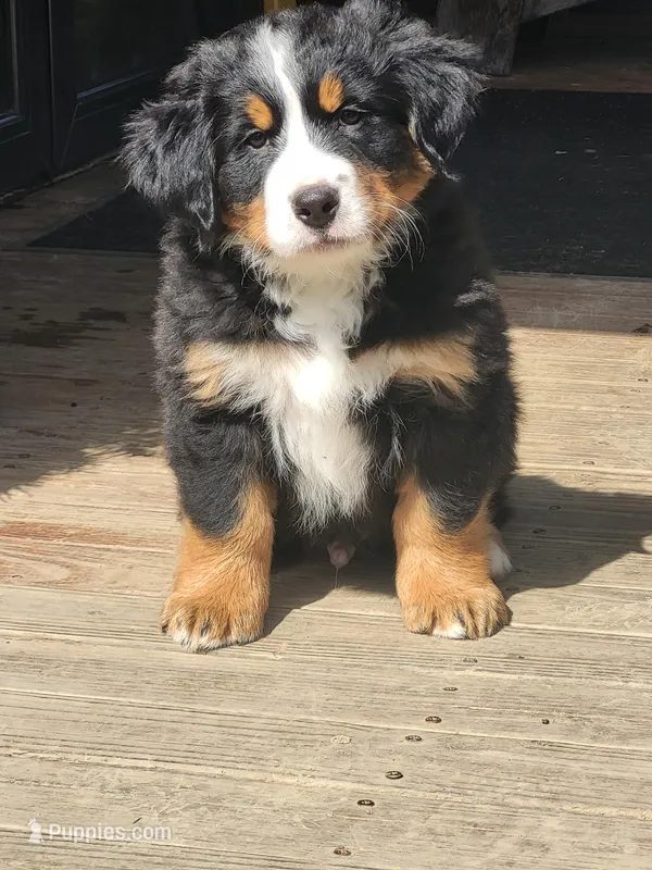 Gizmo – Bernese Mountain Dog puppy for sale in Bear Lake, PA