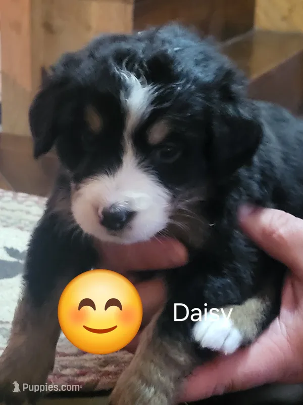 Daisy – Bernese Mountain Dog puppy for sale in Bear Lake, PA