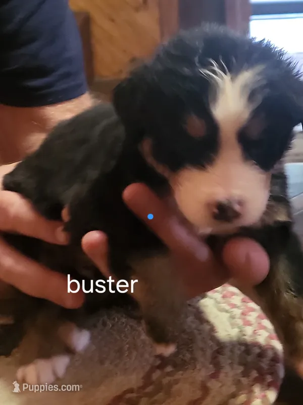 Buster – Bernese Mountain Dog puppy for sale in Bear Lake, PA