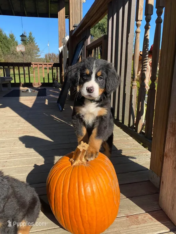Walter – Bernese Mountain Dog puppy for sale in Bear Lake, PA
