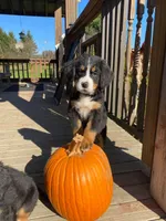 Walter, a male Bernese Mountain Dog for sale in Bear Lake, PA – 1 of 1