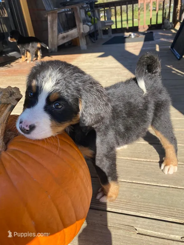 Dorothy – Bernese Mountain Dog puppy for sale in Bear Lake, PA