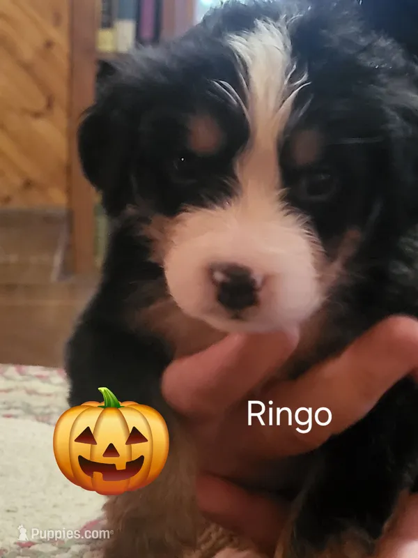 Ringo – Bernese Mountain Dog puppy for sale in Bear Lake, PA