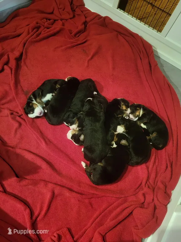 Dorothy – Bernese Mountain Dog puppy for sale in Bear Lake, PA