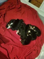Dorothy, a female Bernese Mountain Dog for sale in Bear Lake, PA – 1 of 1